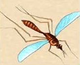 Логопедическая сказка Храбрый комар