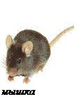 мышка