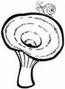Волнушка гриб, лексическая тема логопеда
