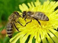 пчелы на цветах