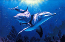 Динамические игры Дельфины